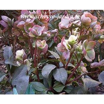 Helleborus nigercors HGC Silvermoon - Kerstroos