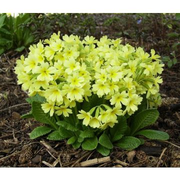 Primula elatior Colibri Light Yellow - Slanke sleutelbloem