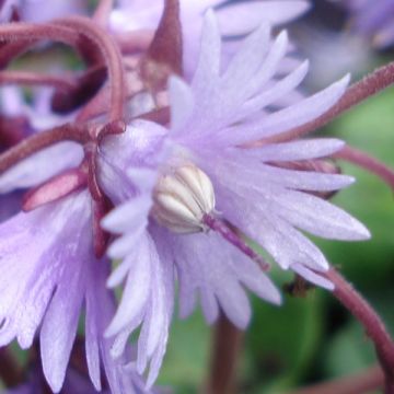 Soldanella villosa - Pyrenese kwastjesbloem