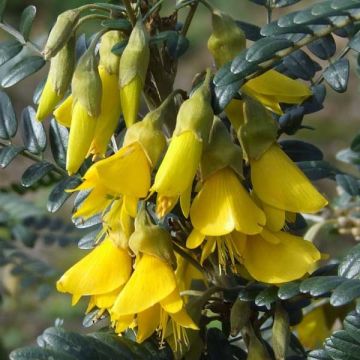 Sophora microphylla Sun King - Honingboom