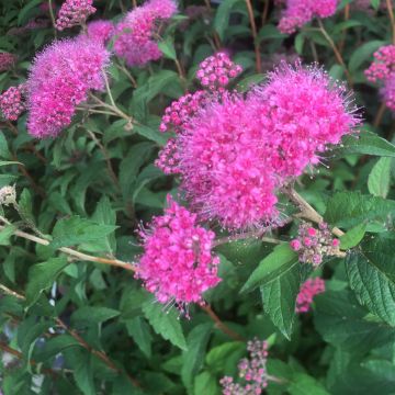 Spiraea bumalda Superstar - Spierstruik