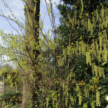 Stachyurus chinensis Celina - Chinese staartaar