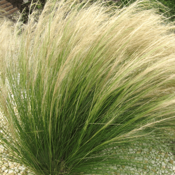 Stipa tenuissima Pony Tails (zaad) - Vedergras
