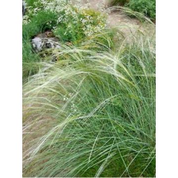 Stipa capillata - Vedergras