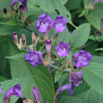 Strobilanthes penstemonoides - Trompetkruid