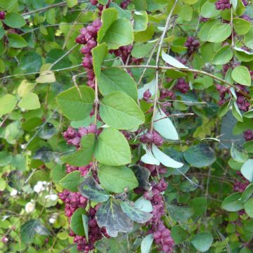 Symphoricarpos orbiculatus - Sneeuwbes