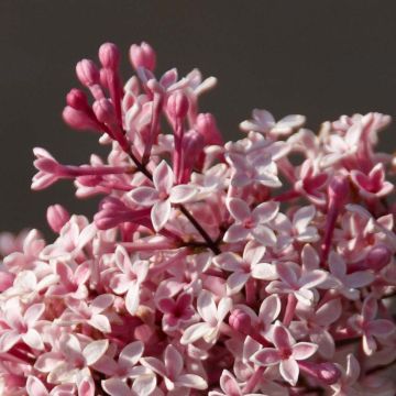 Syringa microphylla Superba - Dwergsering