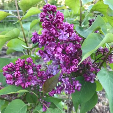 Syringa vulgaris Prince Wolkonsky - Gewone sering