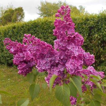 Syringa vulgaris Znamya Lenina - Gewone sering
