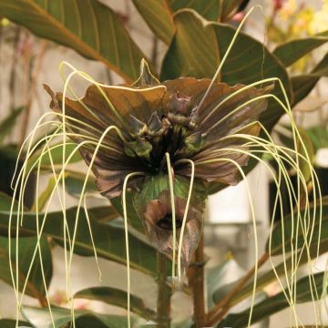 Tacca chantrieri Green Isle - Vleermuisbloem