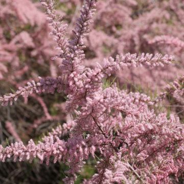 Tamarix parviflora - Tamarisk