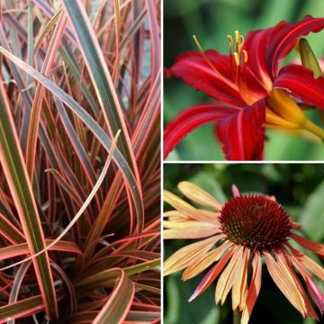 Vaste collectie vaste planten in oranje en paars