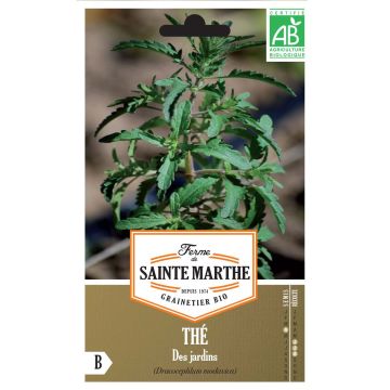 Drakenkop BIO Ferme de Sainte Marthe - Dracocephalum moldavica Drakenkop BIO Ferme de Sainte Marthe - Dracocephalum moldavica