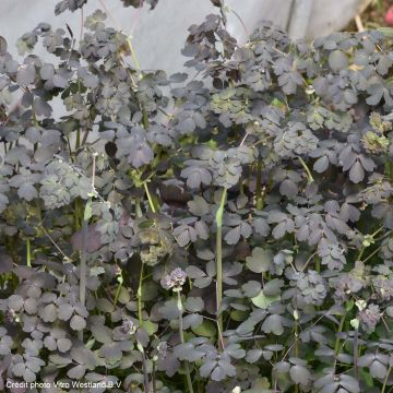 Thalictrum Ghent Ebony - Ruit