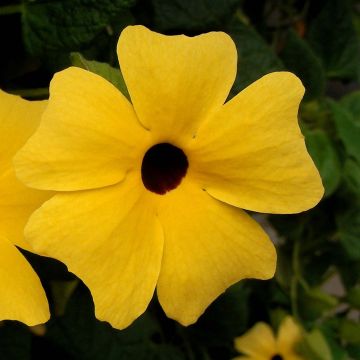 Thunbergia alata - Suzanne-met-de-mooie-ogen