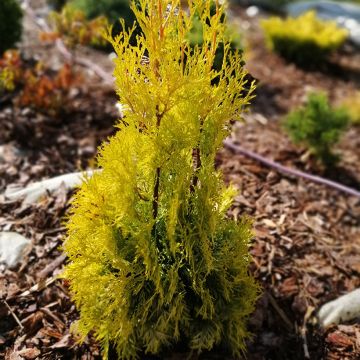 Thuja occidentalis Malonyana Aurea - Westerse levensboom