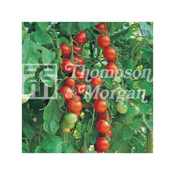 Cherrytomaat Gardeners Delight