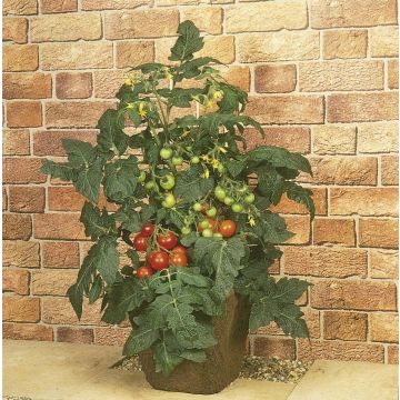 Tomaat Totem F1 (jonge planten)