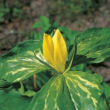 Trillium luteum bol - Drieblad