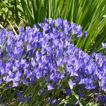 Triteleia laxa - Brodiaea