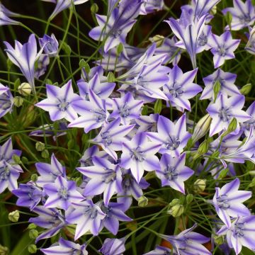 Triteleia Rudy - Brodiaea