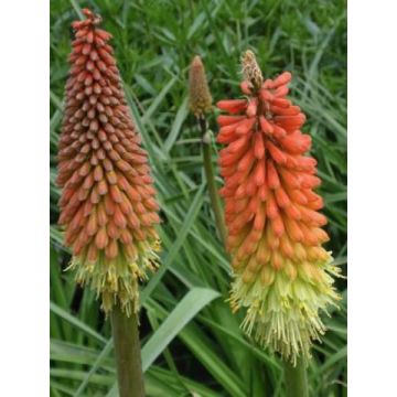 Kniphofia Flamenco - Vuurpijl