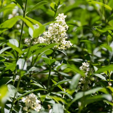 Ligustrum vulgare - Wilde liguster