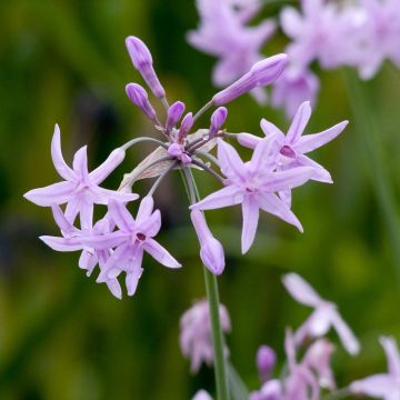 Tulbaghia violacea Flamingo - Kaapse knoflook
