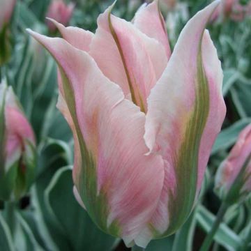 Tulipa viridiflora China Town - Viridiflora tulp