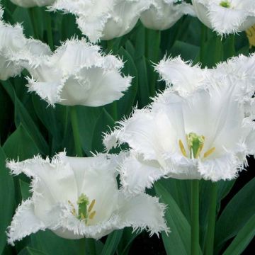 Tulipa crispa Daytona - gefranjerde tulp