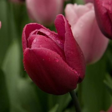 Tulipa Triumph Blue Ribbon - Triumphtulp