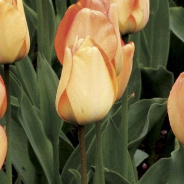 Tulipa Darwin Daydream - Darwintulp