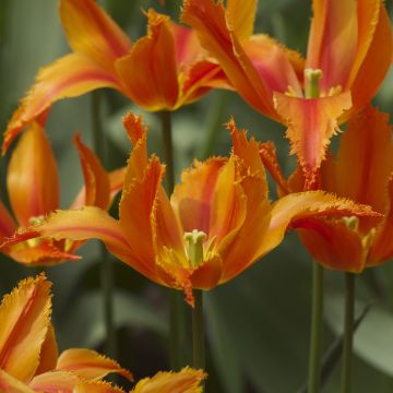 Tulipa crispa Alexandra - leliebloemige tulp