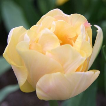 Tulipa Charming Lady - Dubbele late tulp