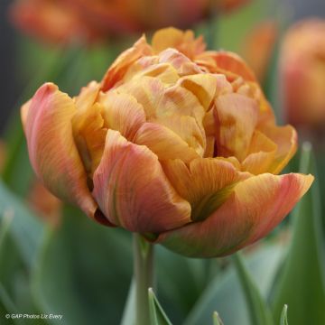Tulipa Brownie - Dubbele vroege tulp