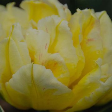 Tulipa Monte Beau - Dubbele vroege tulp