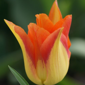 Tulipa Moonblush - Leliebloemige tulp