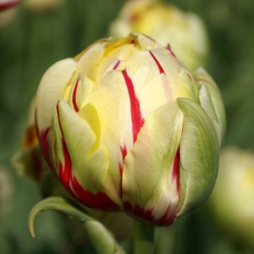 Tulipa Glamour Unique - Dubbele late tulp