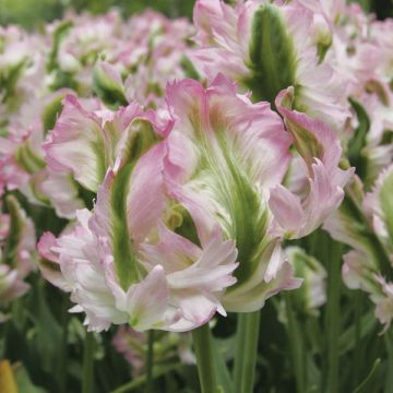 Tulipa Green Wave - Papegaaitulp
