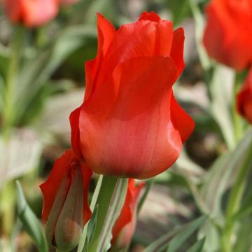 Tulipa greigii Petit Chaperon Rouge - Greigii‑tulp