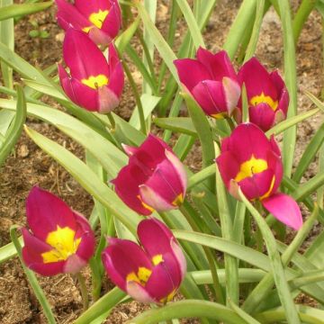 Tulipa humilis var. pulchella Persian Pearl - Dwergtulp