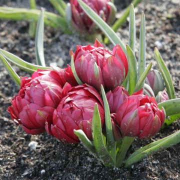 Tulp humilis subsp. pulchella Tête à Tête - Dwergtulp
