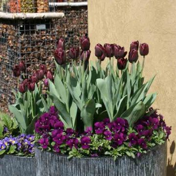 Tulipa Recreado - Enkel late tulp