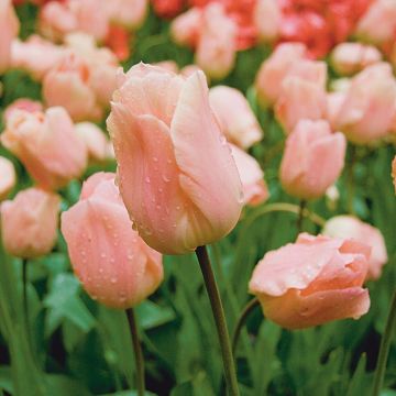 Tulipa Apricot Beauty - Vroegbloeiende enkele tulp