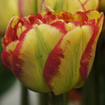Tulipa Sundowner - Dubbele late tulp