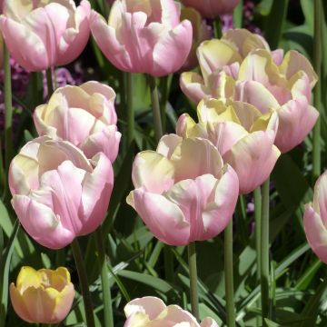 Tulipa Triumph Mango Charm - Triumphtulp