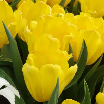 Tulipa Triumph Shooting Star  - Triumphtulp