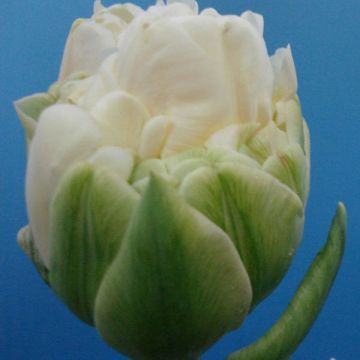 Tulipa White Wow - Dubbele late tulp