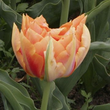 Tulipa Willem van Oranje - Dubbele vroege tulp