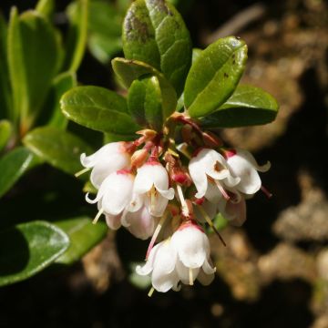 Rode bosbes - Vaccinium vitis-idaea